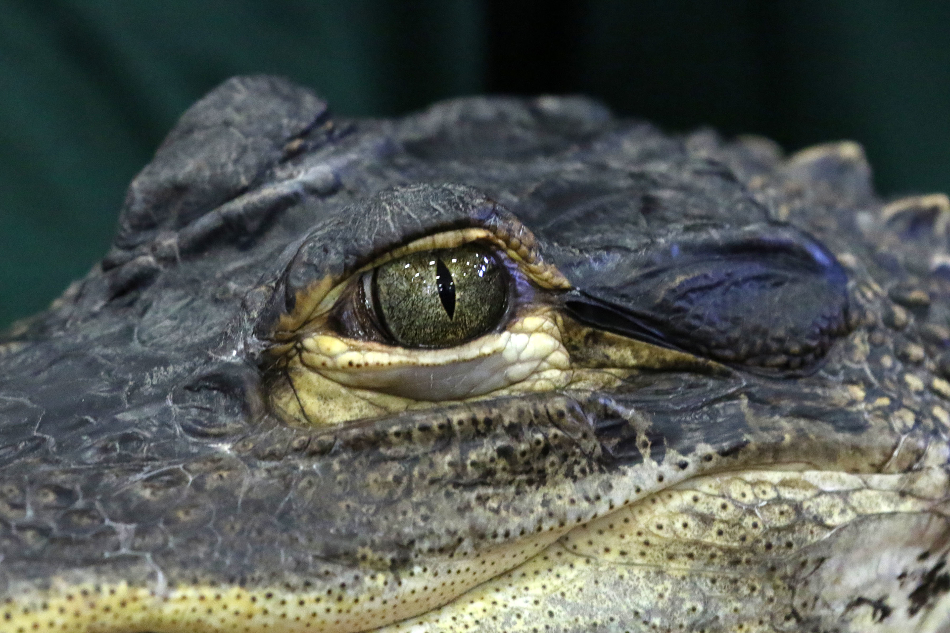 Alligator 5dee8055bb4a1