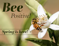 Bee Positive Image Sr Download Bee Positive Image Sr Download
