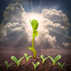 Beanstalk Dreamstime 41056890 (1) Beanstalk Dreamstime 41056890 (1)