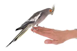 Contractormag Com Sites Contractormag com Files Uploads 2015 05 Whosaprettybirdie2 0 Contractormag Com Sites Contractormag com Files Uploads 2015 05 Whosaprettybirdie2 0