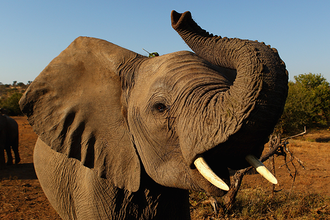 Elephants will be heated by solar hydronics