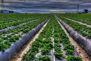 1660318448545 Figure1strawberryfield2sidebar