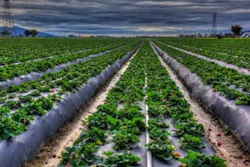 1660318448545 Figure1strawberryfield2sidebar 1660318448545 Figure1strawberryfield2sidebar