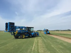 CD-1604-Firefly-field CD-1604-Firefly-field