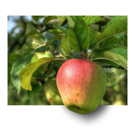 1660601730821 Applefruithangfb