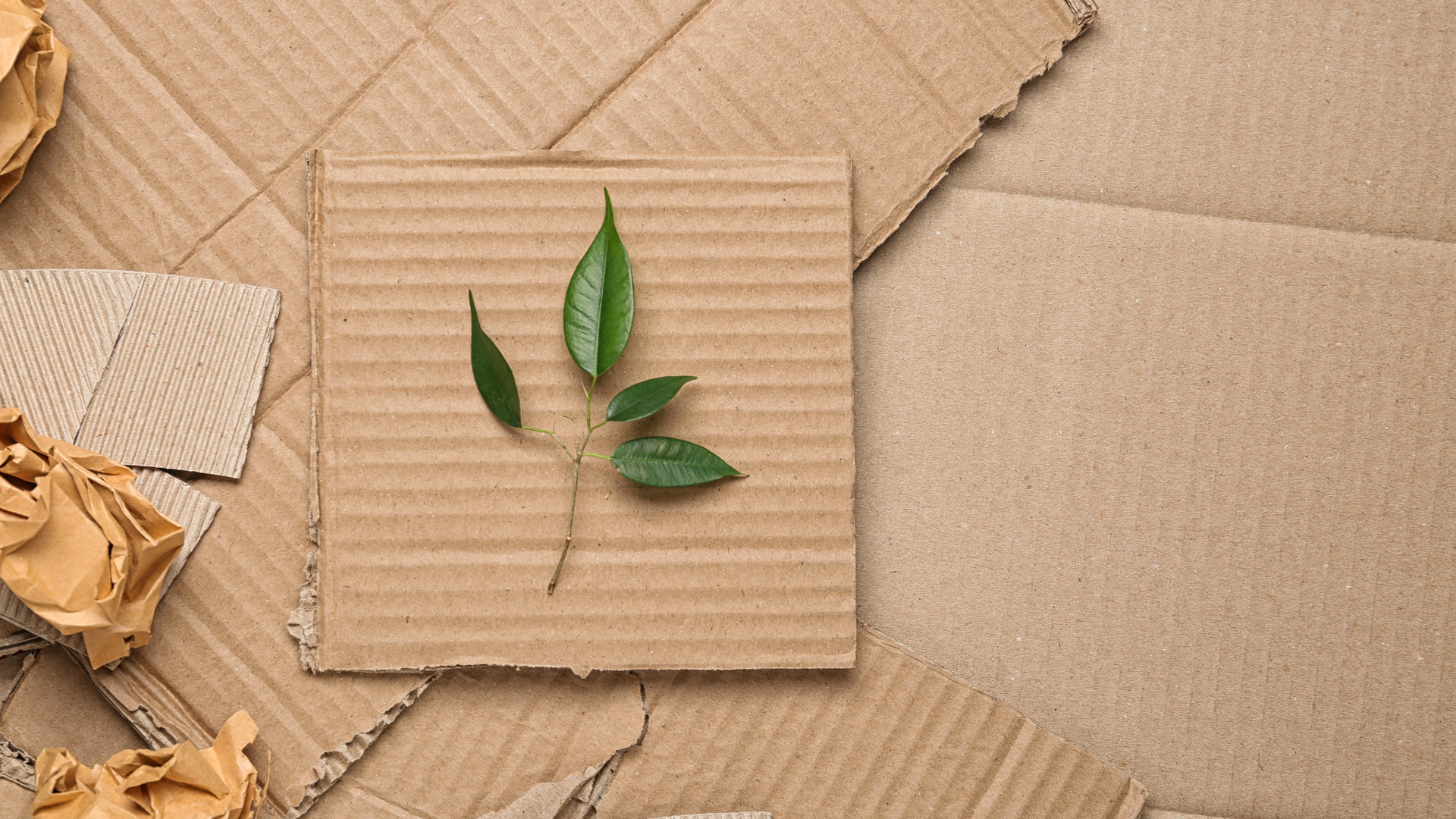 Shutterstock 1457002040 63eaa0410b3ba