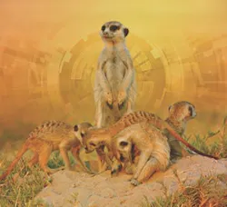 CT1912-FC-294x288 CT1912-FC-294x288