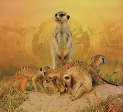 CT1912-FC-294x270 CT1912-FC-294x270