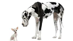 1660316664232 Littledognexttoabigdog 1660316664232 Littledognexttoabigdog