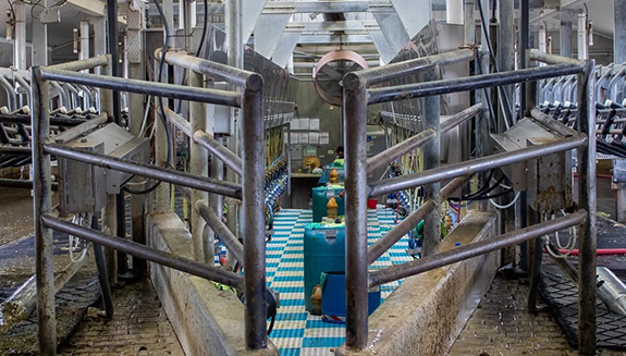 1660317610495 Automateddairyheaderhero