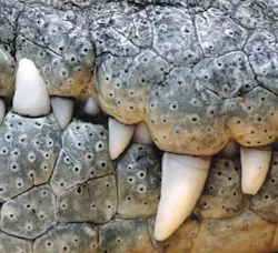 1660601709561 Ct1806coverstoryleadartcompressor 1660601709561 Ct1806coverstoryleadartcompressor