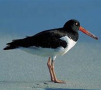 1660604900743 Cg1101 Oyster