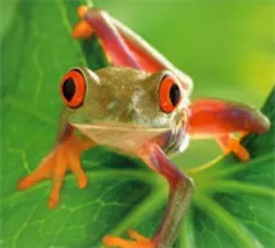 1660605007312 Cg1006 Frog 1660605007312 Cg1006 Frog