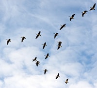 1660605223770 Emex10 Migration