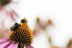 Bees-sensors-web003-300-compressor Bees-sensors-web003-300-compressor