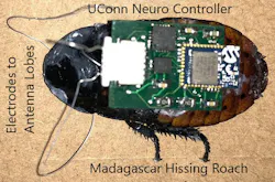 cockroach-with-implanted-neuro-controller-1 cockroach-with-implanted-neuro-controller-1