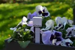 1661891396385 Gi 70616 Growmote In Pansies 1661891396385 Gi 70616 Growmote In Pansies