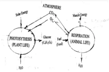 Figure 1: In the preindustrial 'Natural Energy Age,' the energy needs of humans were mostly met by eating and burning vegetation.