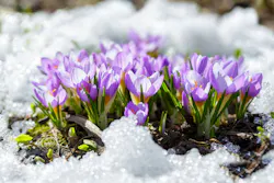 Close up of crocus flowers blooming in snow covering. Close up of crocus flowers blooming in snow covering.