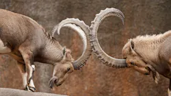 Two rams butting heads like client and home builder in a dispute Two rams butting heads like client and home builder in a dispute