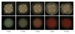 Figure 1: Changes in biofilm fluorescence over time captured using QLF-D technology. Red fluorescence signals increased as the biofilm matured, indicating bacterial metabolic activity. This imaging principle underlies the BLISS diagnostic system used in clinical settings.2 Figure 1: Changes in biofilm fluorescence over time captured using QLF-D technology. Red fluorescence signals increased as the biofilm matured, indicating bacterial metabolic activity. This imaging principle underlies the BLISS diagnostic system used in clinical settings.2