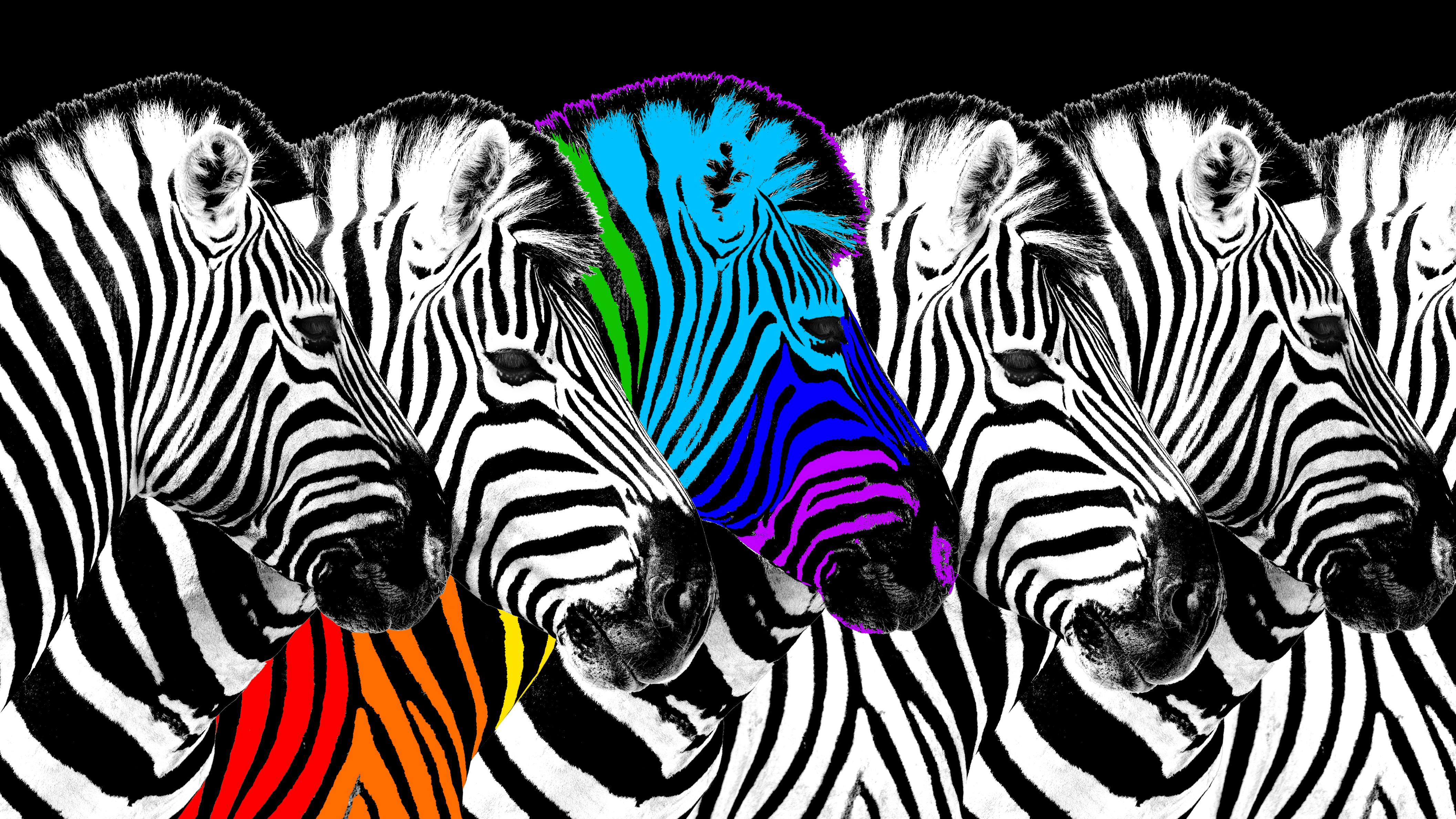 Rainbow-colored zebra stands in a line of black and white zebras