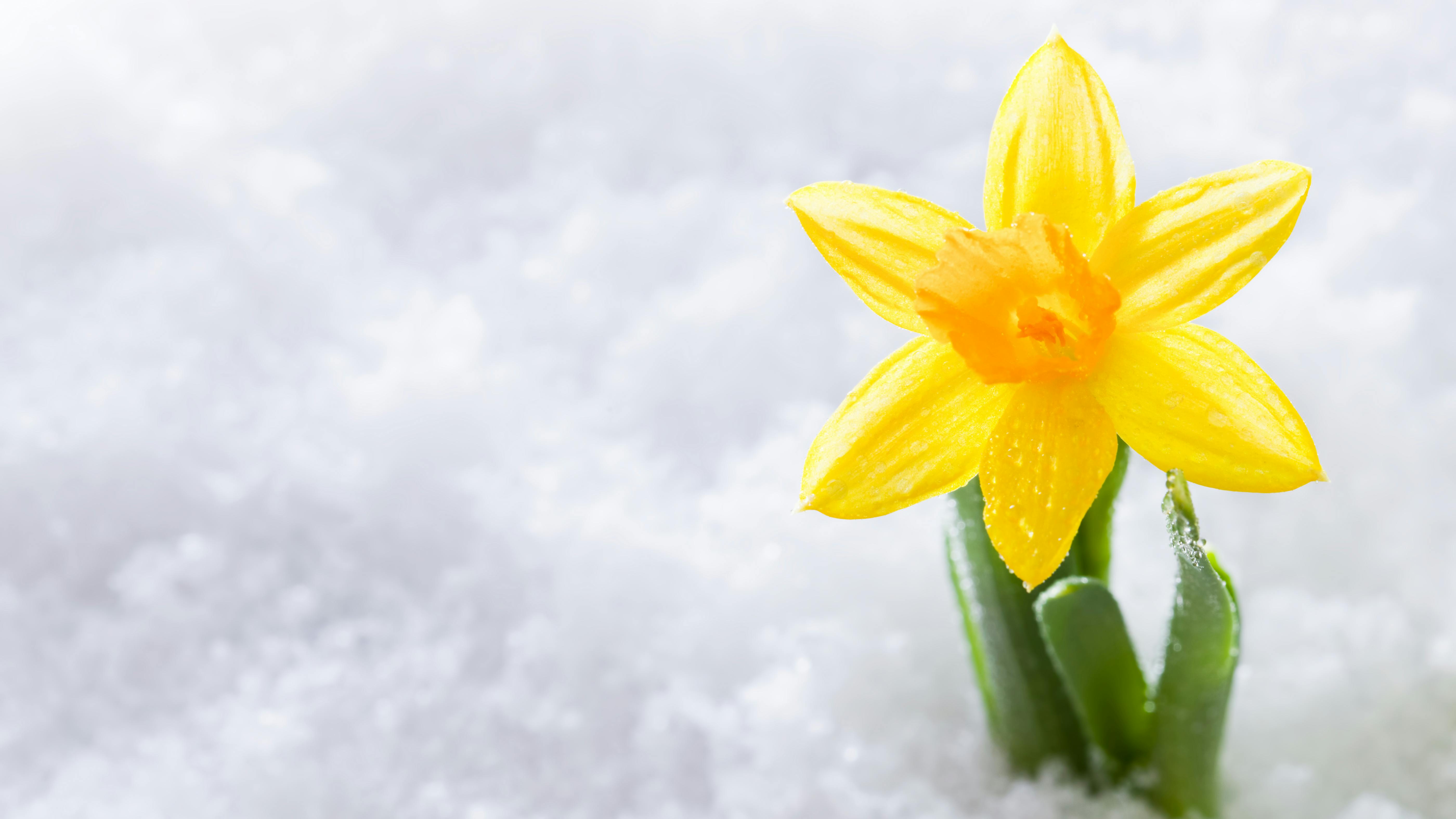 Daffodil popping up through snow