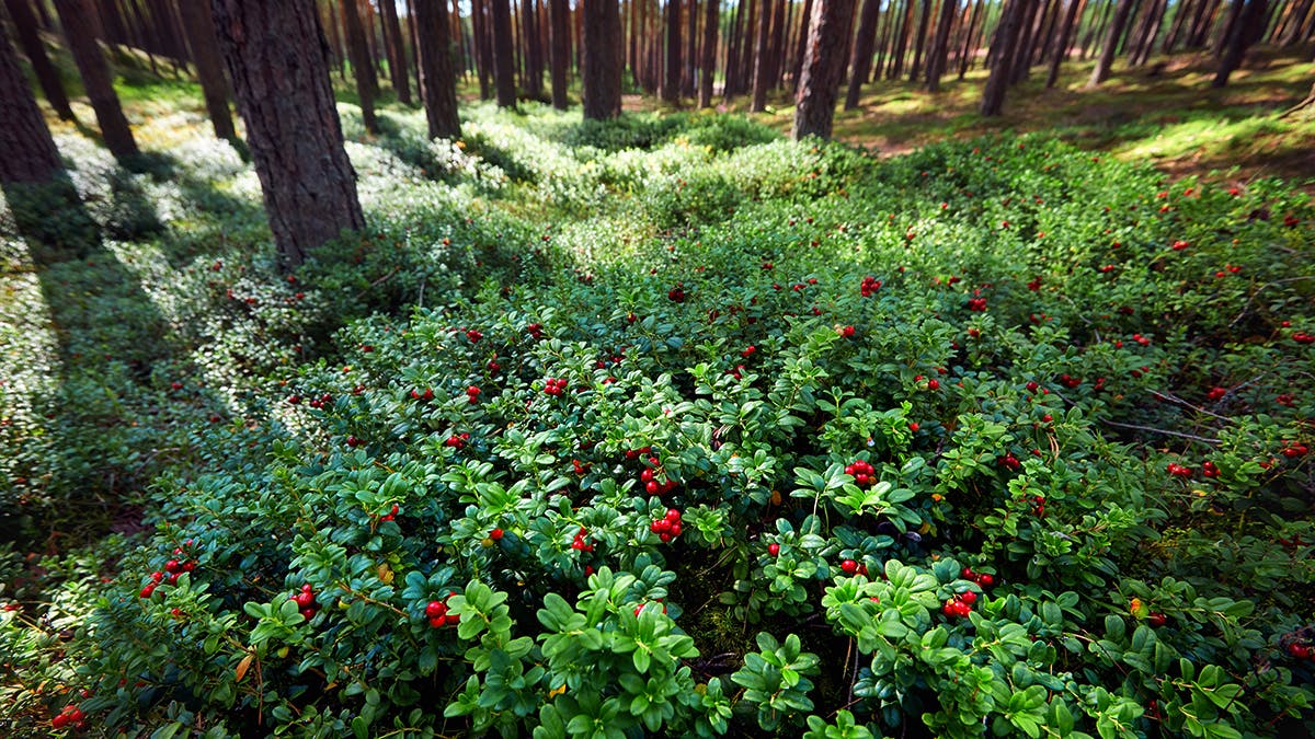 a field of lingonberries