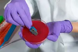 Bibchainpic2 Bibchainpic2