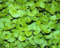 Centella Fo Centella Fo