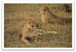 Cheetahs Fo Cheetahs Fo