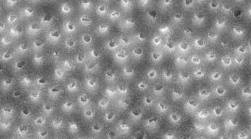 Content Dam Diq Online Articles 2015 11 15nov5bc Musikant Cleanse Canal Article Thumb