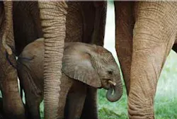 Elephants Fo Elephants Fo