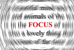 Focus For Dental Practices Focus For Dental Practices