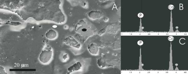 Nanohydrox Coating Fo