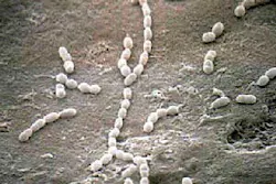 Streptococcus Gordonii Fo Streptococcus Gordonii Fo
