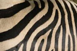 Th 0511wdjafr05 Th 0511wdjafr05