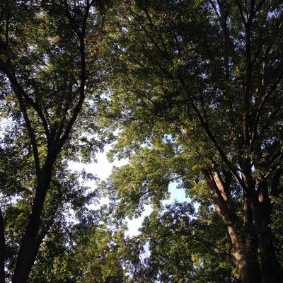 Treeswithsunlight Vickicheeseman