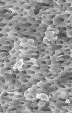 15nov5bc Musikant02 15nov5bc Musikant02