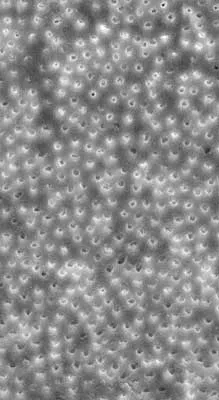 15nov5bc Musikant03 15nov5bc Musikant03