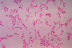 Bacteroides Fragilis Bacteroides Fragilis