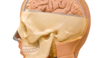 Content Dam Diq Online Articles 2016 10 Human Brain Thumb