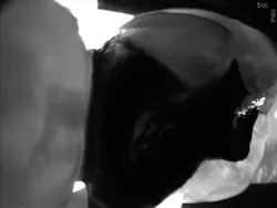 Dexis 05172017 Ar4 Picture2 Dexis 05172017 Ar4 Picture2