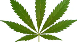 Content Dam Diq Online Articles 2018 01 Marijuana Leaf 1 Content Dam Diq Online Articles 2018 01 Marijuana Leaf 1