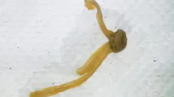 Content Dam Diq Online Articles 2018 01 Troubleshooter Water Line 1 Content Dam Diq Online Articles 2018 01 Troubleshooter Water Line 1