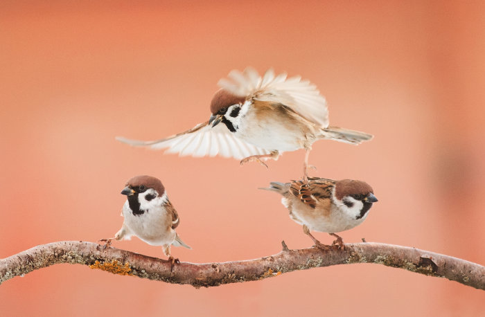 Heglund Team Dynamics