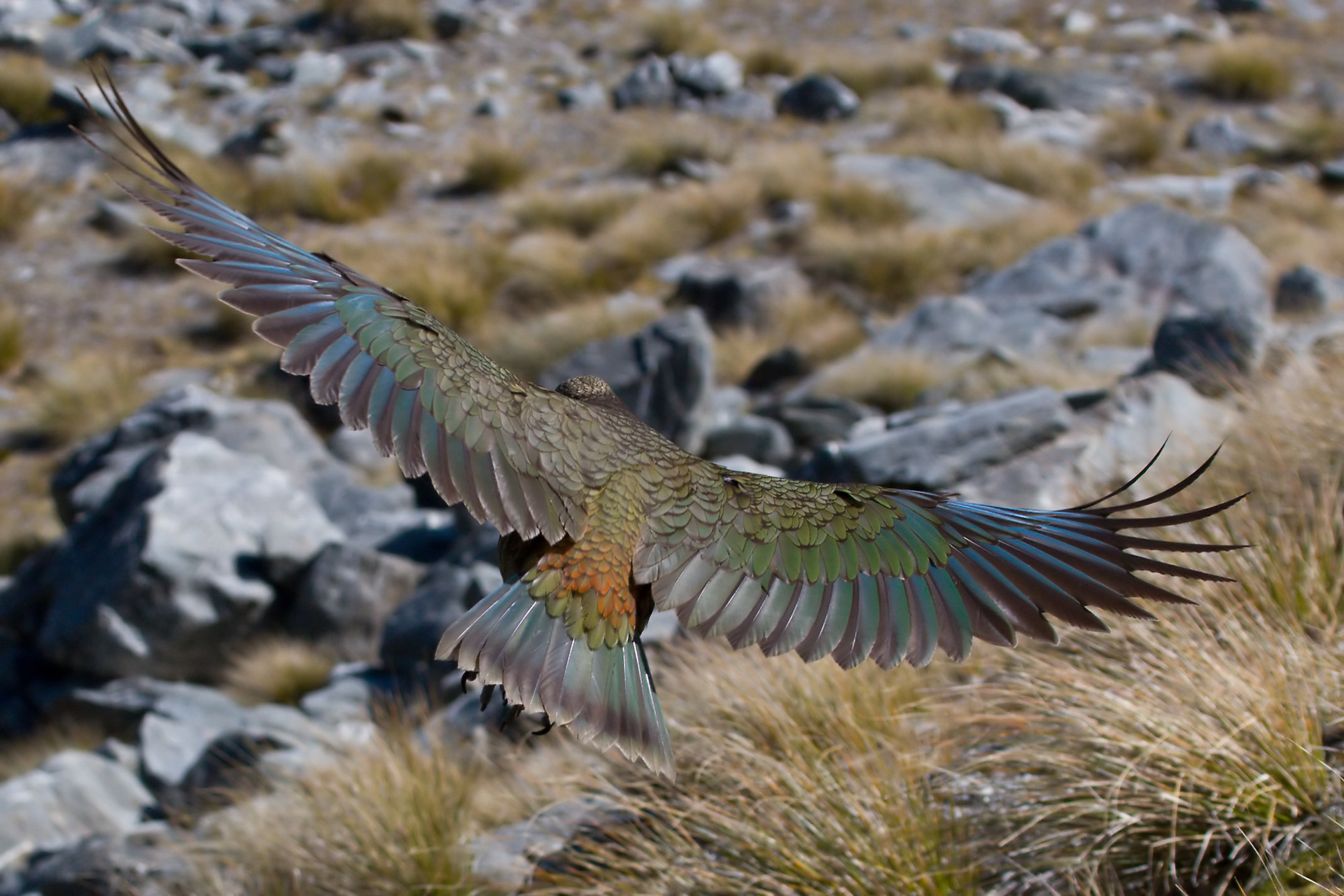 Kea In Flight Mc 5d38c4bcce050