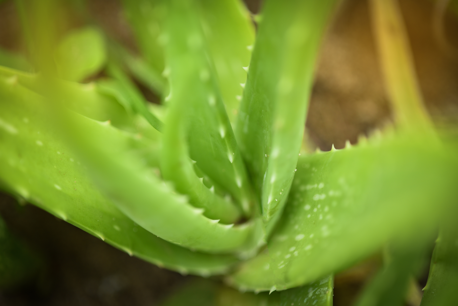 Aloe