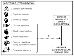 Summary of the physiological consequences of acute mild hypohydration in healthy humans Summary of the physiological consequences of acute mild hypohydration in healthy humans