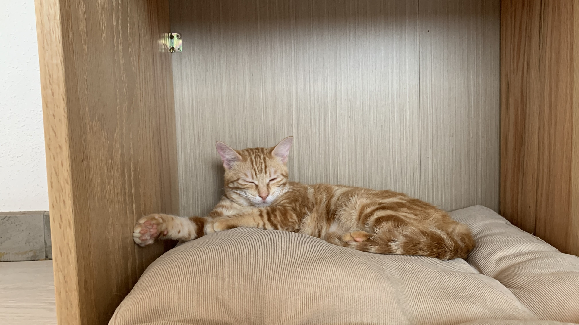 Dreamstime M 217985001 6255b8f04e044